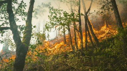 Rinnovabili • Wildfire insurance: premiums cut by 39% for prevention efforts