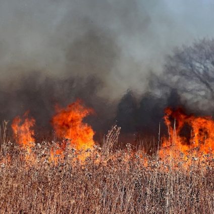 Rinnovabili • Forest fire emissions rise in South Korea, fall in Southeast Asia