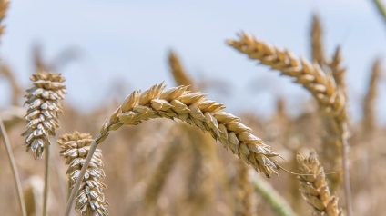 Rinnovabili • Extreme weather events worsen global food crisis in 2024