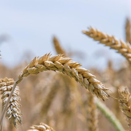 Rinnovabili • Extreme weather events worsen global food crisis in 2024