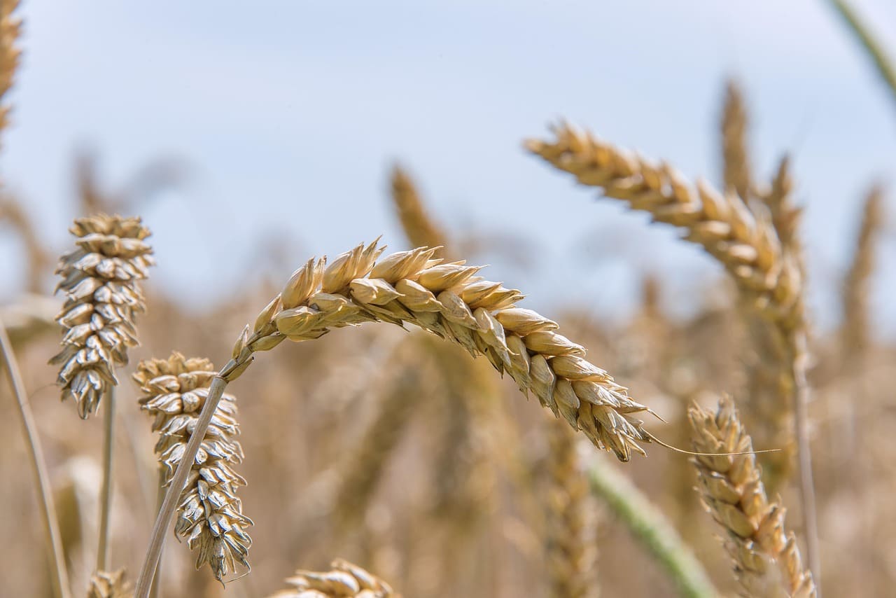 Rinnovabili • Extreme weather events worsen global food crisis in 2024