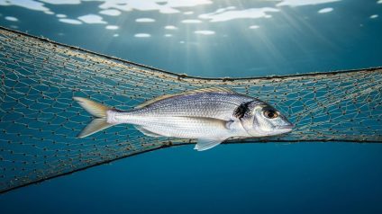 Rinnovabili • Unsustainable fishing threatens over 35% of global fish stocks, says UN