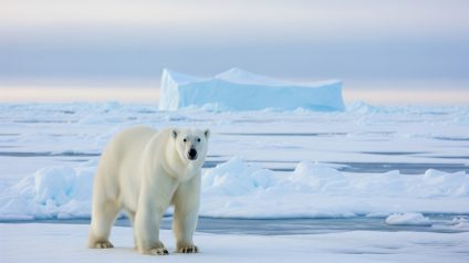 Rinnovabili • Sea mercury pollution endangers Arctic animals and human health