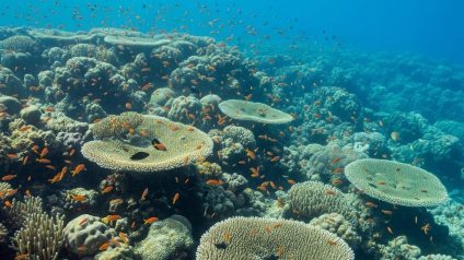 Rinnovabili • Marine heatwaves 2024: record highs in the southwest Pacific