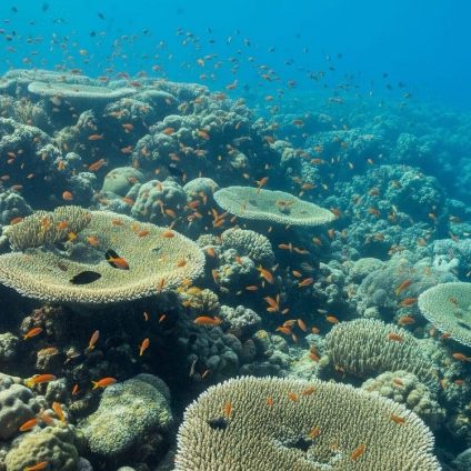 Rinnovabili • Marine heatwaves 2024: record highs in the southwest Pacific