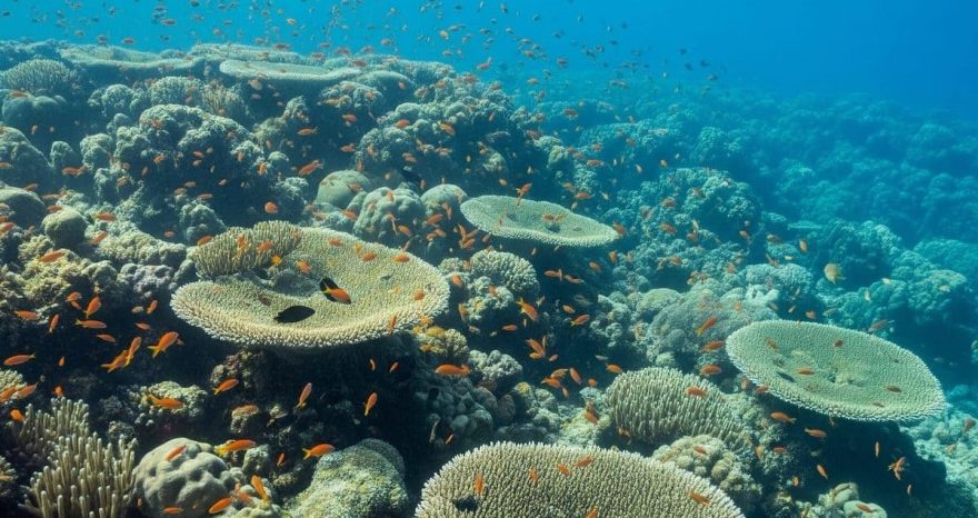 Rinnovabili • Marine heatwaves 2024: record highs in the southwest Pacific