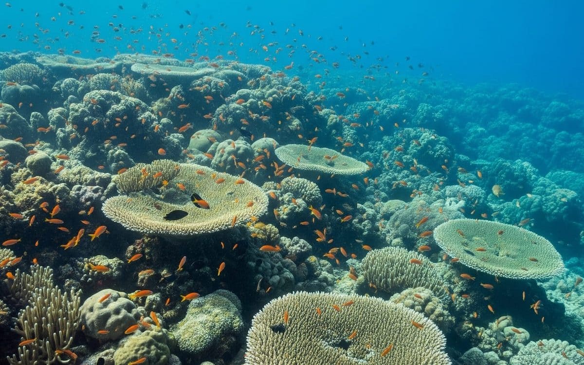 Marine heatwaves 2024: record highs in the southwest Pacific