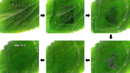 Rinnovabili • Biodegradable memory from Korea could curb electronic waste