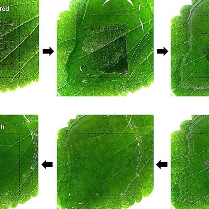 Rinnovabili • Biodegradable memory from Korea could curb electronic waste
