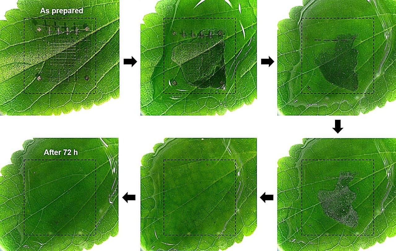 Rinnovabili • Biodegradable memory from Korea could curb electronic waste