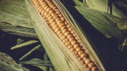 Rinnovabili • Food systems, priorities to guide future policy and research