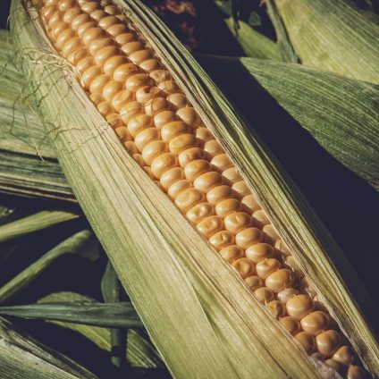 Rinnovabili • Food systems, priorities to guide future policy and research