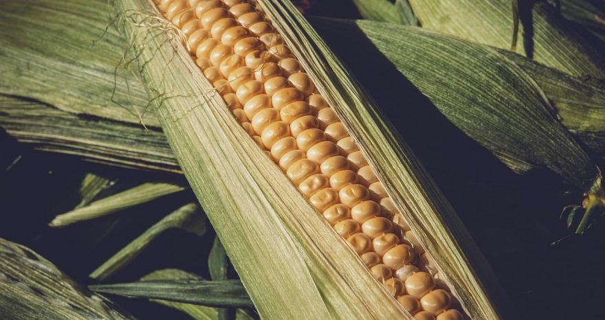 Rinnovabili • Food systems, priorities to guide future policy and research