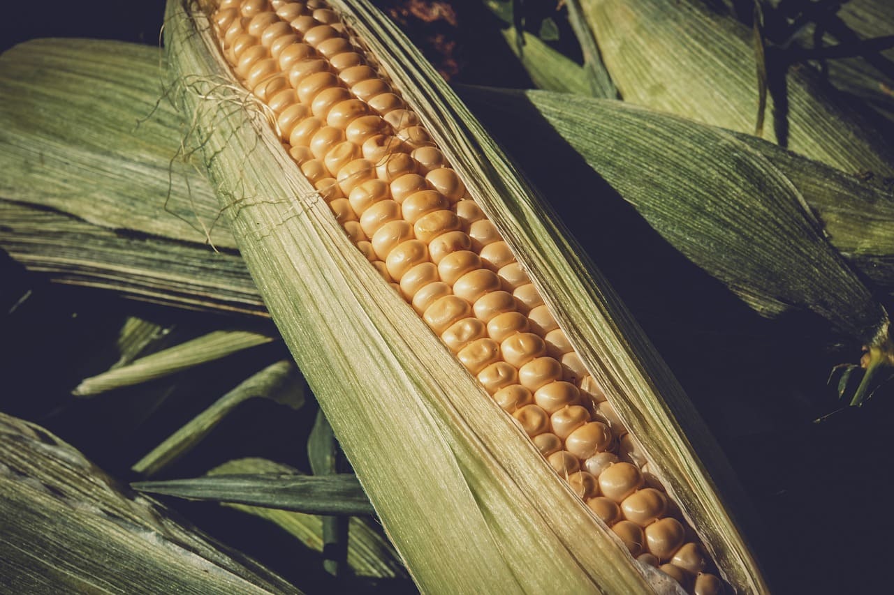 Rinnovabili • Food systems, priorities to guide future policy and research