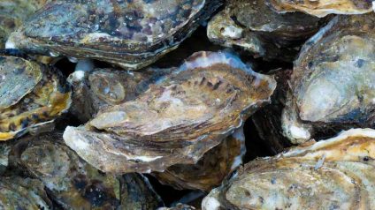Rinnovabili • coral reef restoration with oysters near offshore wind farms