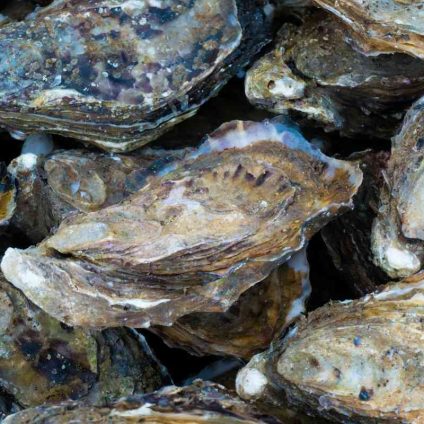 Rinnovabili • coral reef restoration with oysters near offshore wind farms