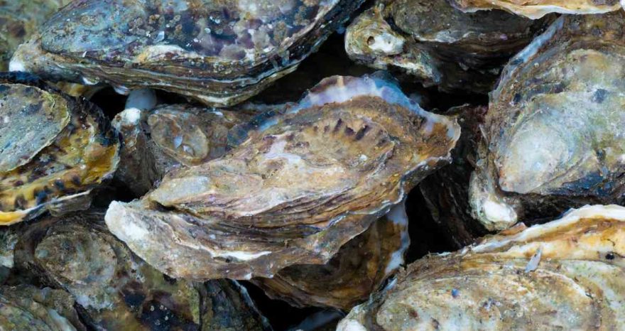 Rinnovabili • coral reef restoration with oysters near offshore wind farms