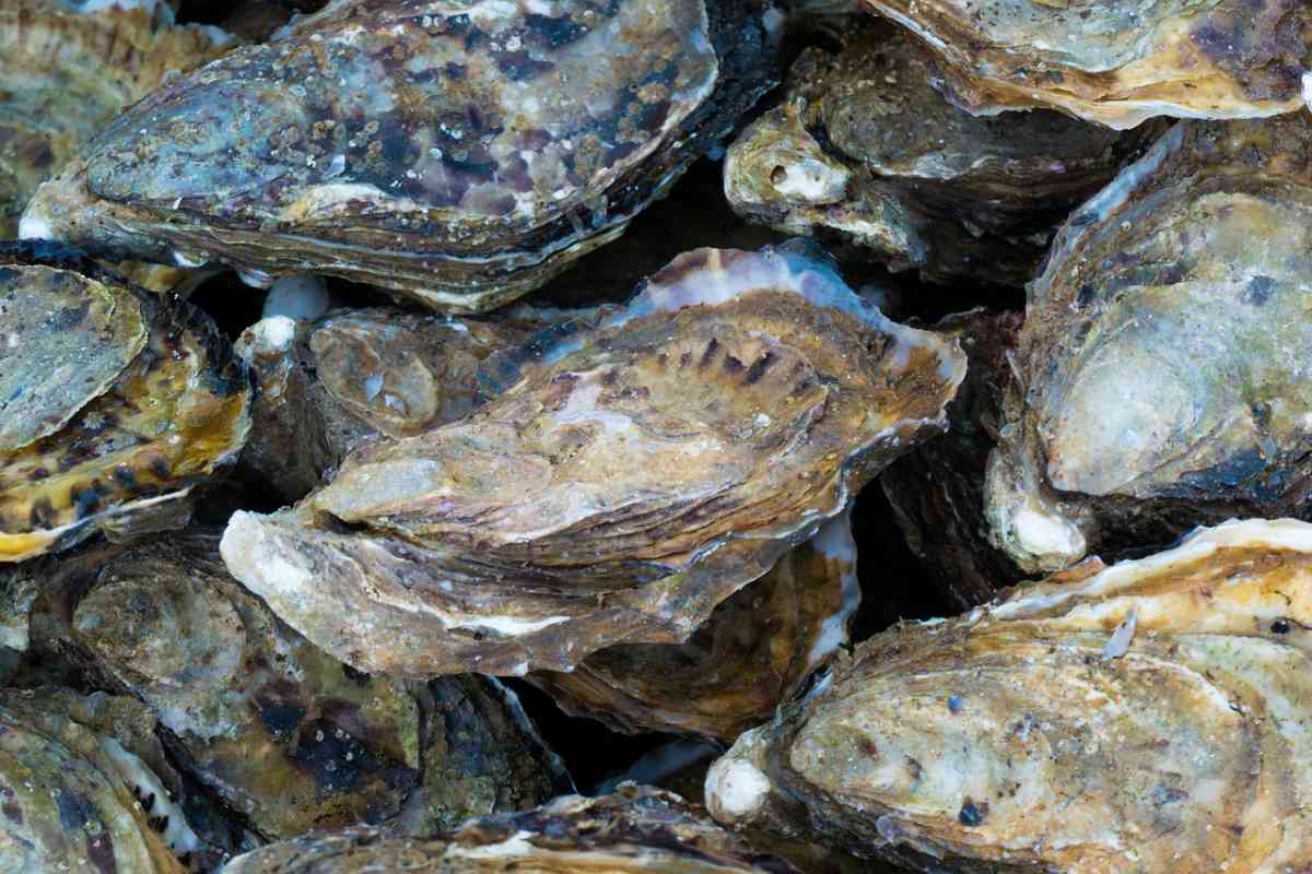 Rinnovabili • coral reef restoration with oysters near offshore wind farms