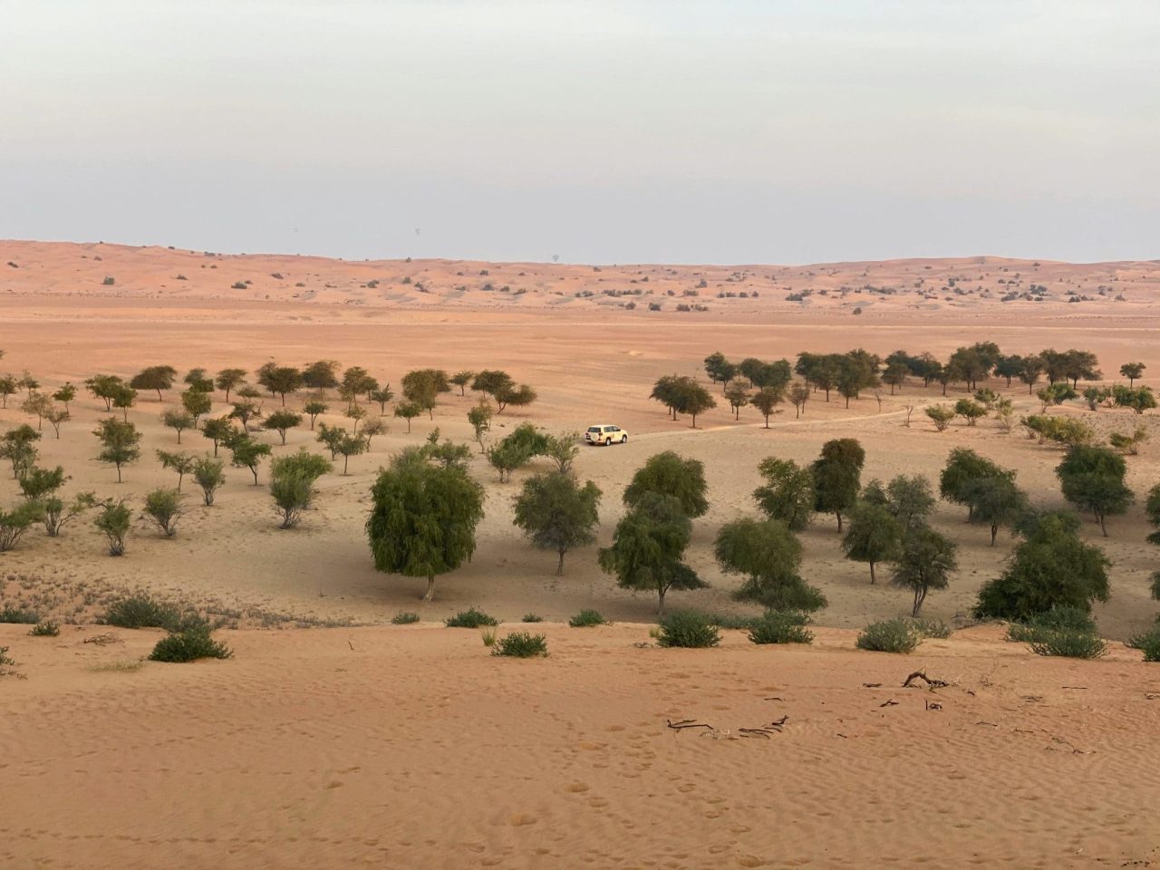 Saudi Arabia agriculture and climate: food security in drylands