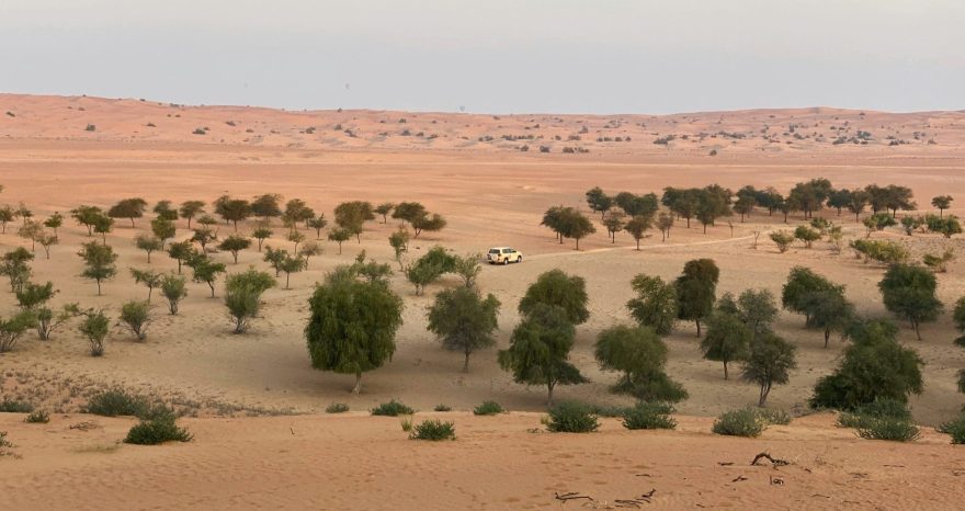 Rinnovabili • Saudi Arabia agriculture and climate: food security in drylands