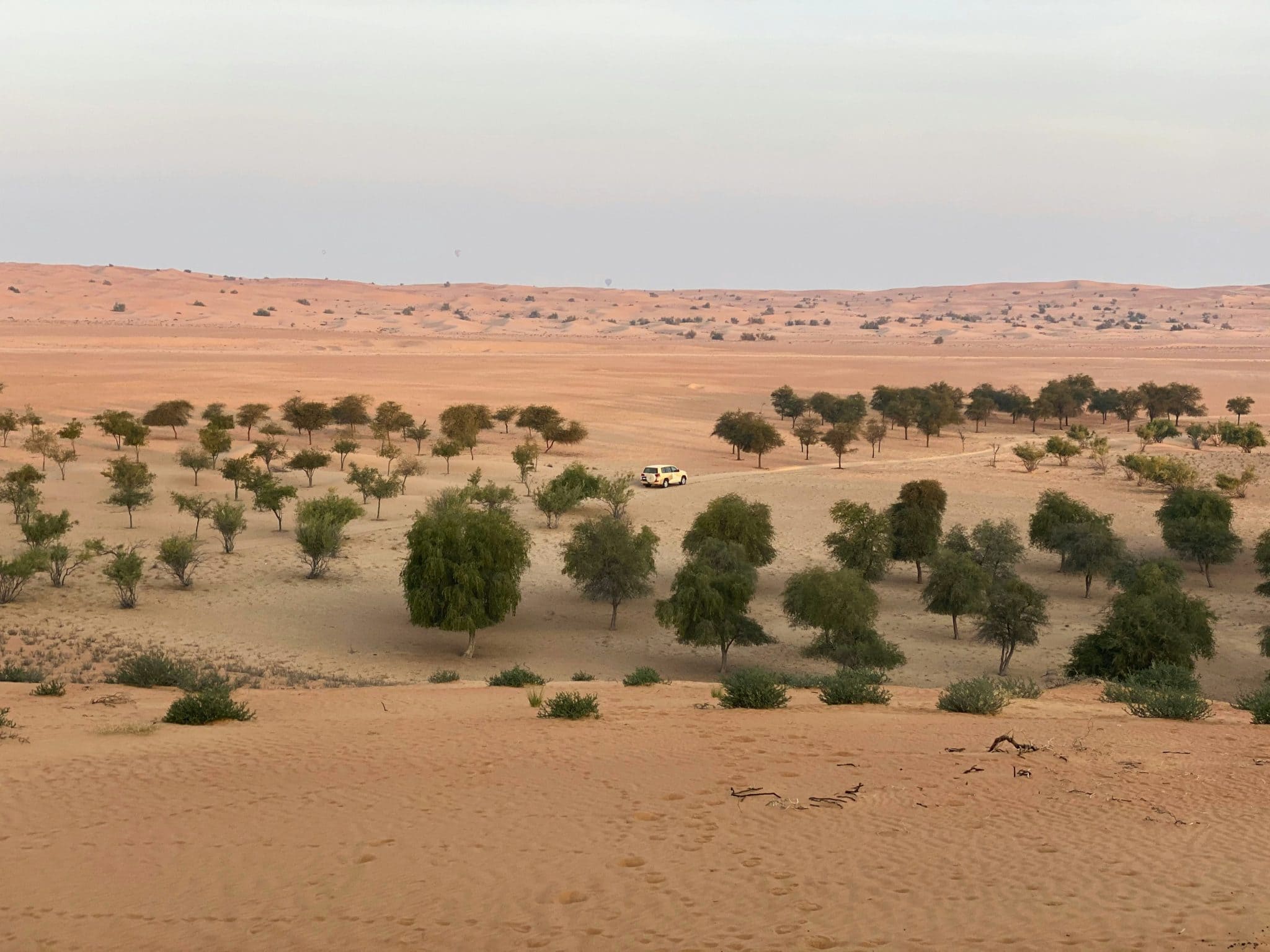 Rinnovabili • Saudi Arabia agriculture and climate: food security in drylands