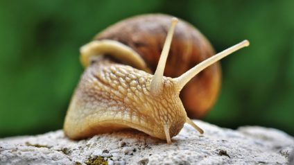 Rinnovabili • Mass extinction risk in US and Canada, 40% of species at risk