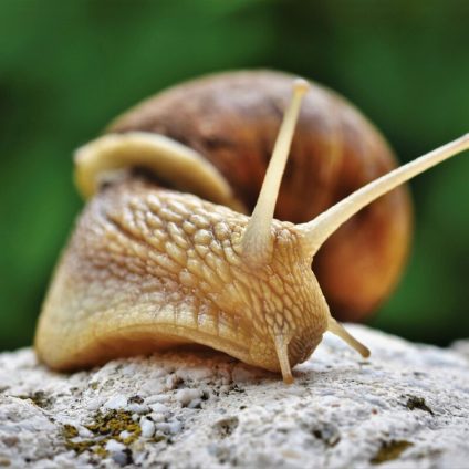 Rinnovabili • Mass extinction risk in US and Canada, 40% of species at risk