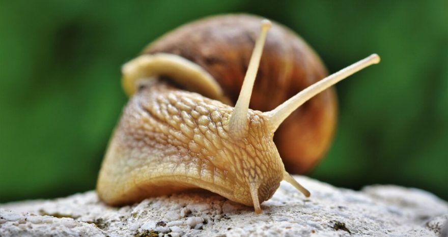 Rinnovabili • Mass extinction risk in US and Canada, 40% of species at risk
