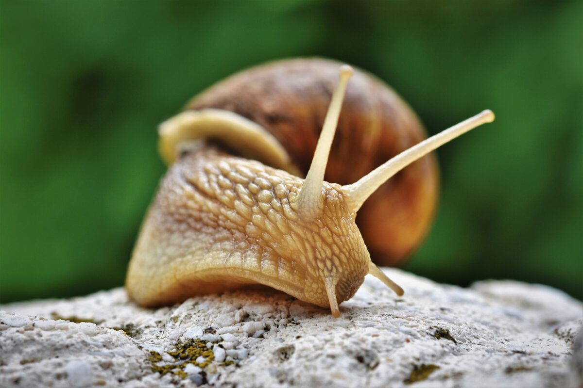Mass extinction risk in US and Canada, 40% of species at risk