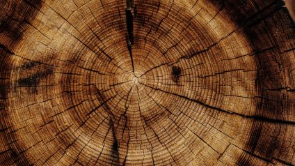 Rinnovabili • Reinforced wood with nanoferrite boosts strength