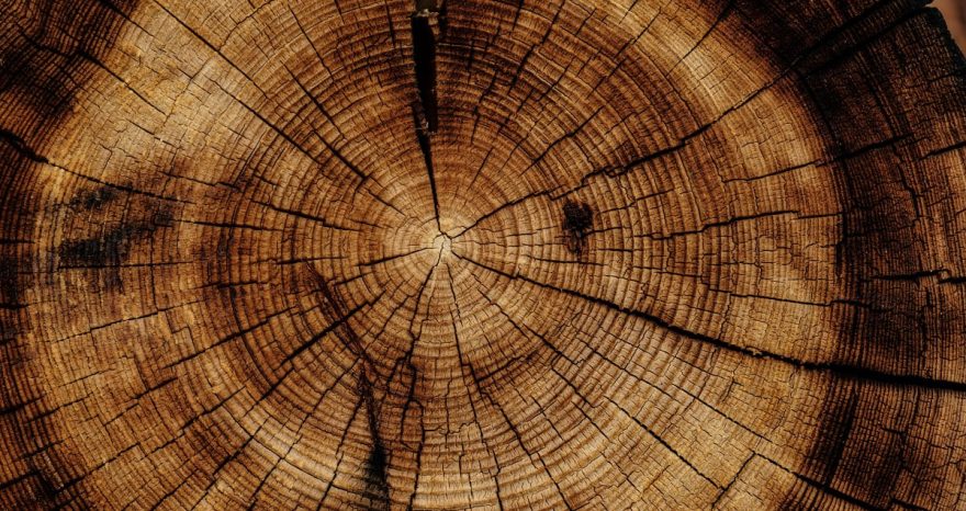 Rinnovabili • Reinforced wood with nanoferrite boosts strength