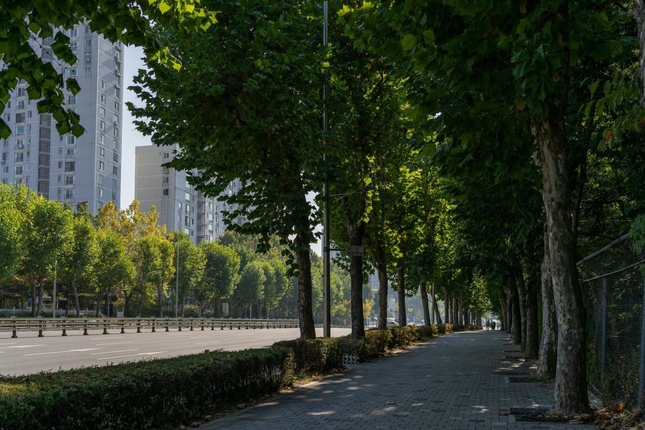 Rinnovabili • urban greenery and health: more trees save lives