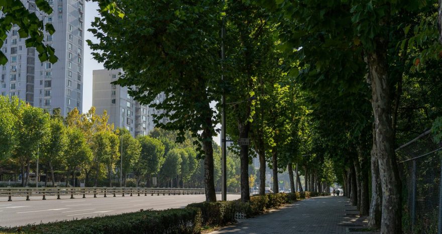 Rinnovabili • urban greenery and health: more trees save lives