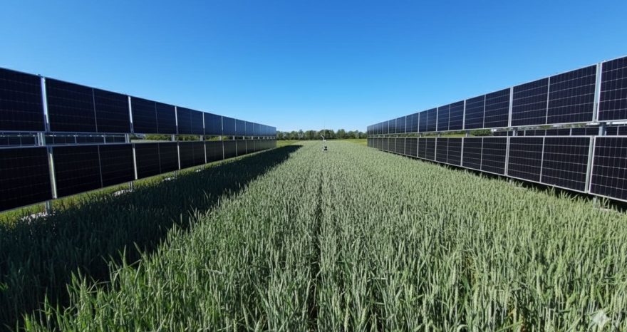 Rinnovabili ⢠Vertical agrivoltaics boost wheat fields with energy and resilience
