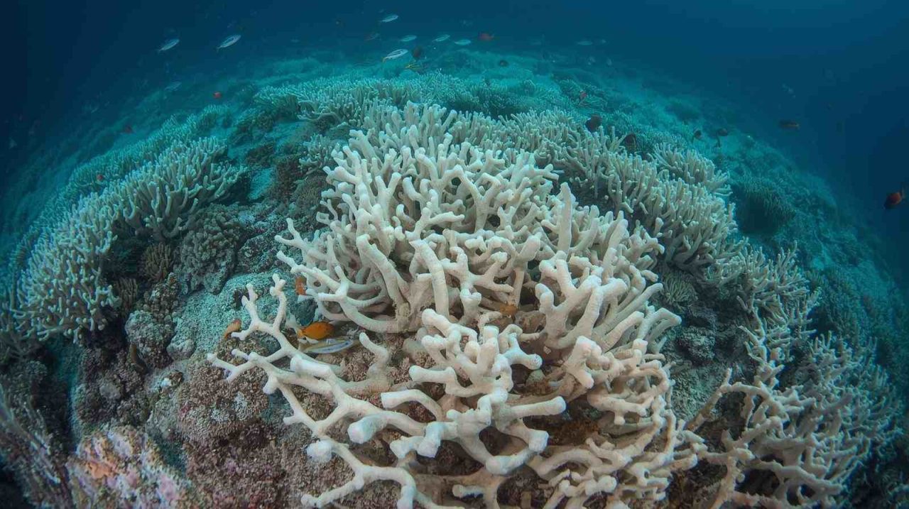 Climate tipping point: coral reefs mark Earth’s first irreversible threshold