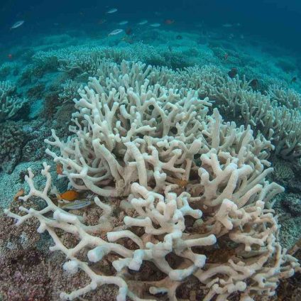 Rinnovabili • Climate tipping point: coral reefs mark Earth’s first irreversible threshold