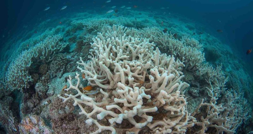 Rinnovabili • Climate tipping point: coral reefs mark Earth’s first irreversible threshold