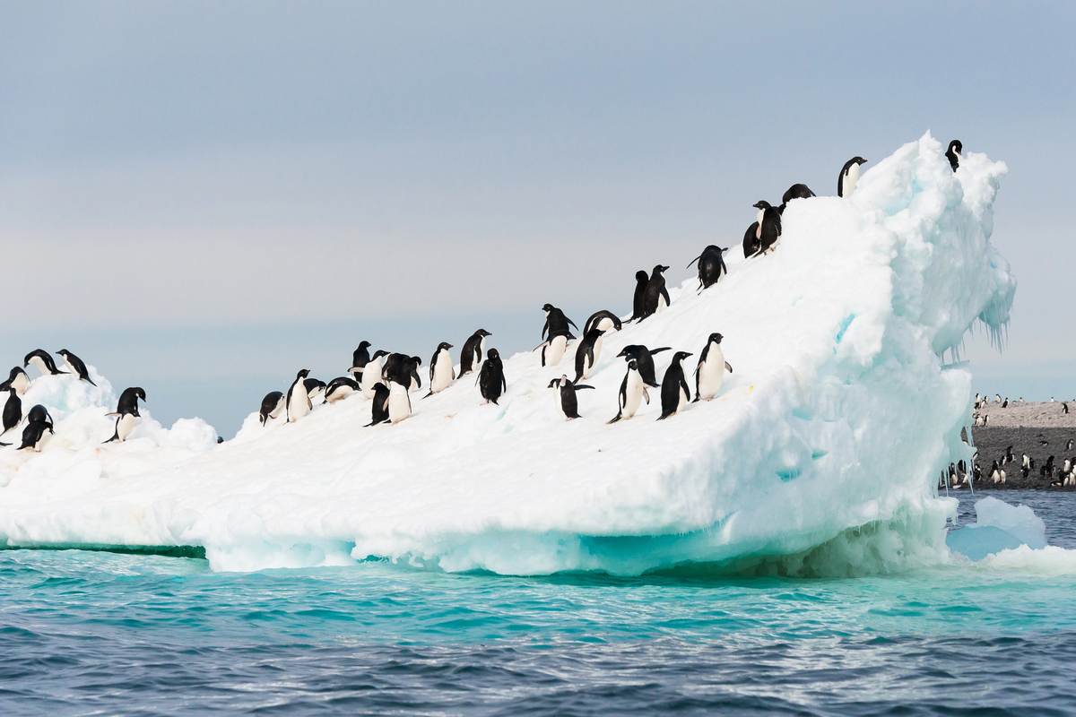 Antarctic Peninsula warming risks exceed 5°C by 2100