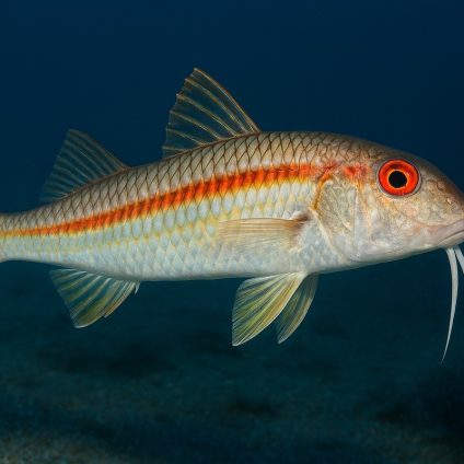 Rinnovabili • Microplastics in fish found in remote pacific waters
