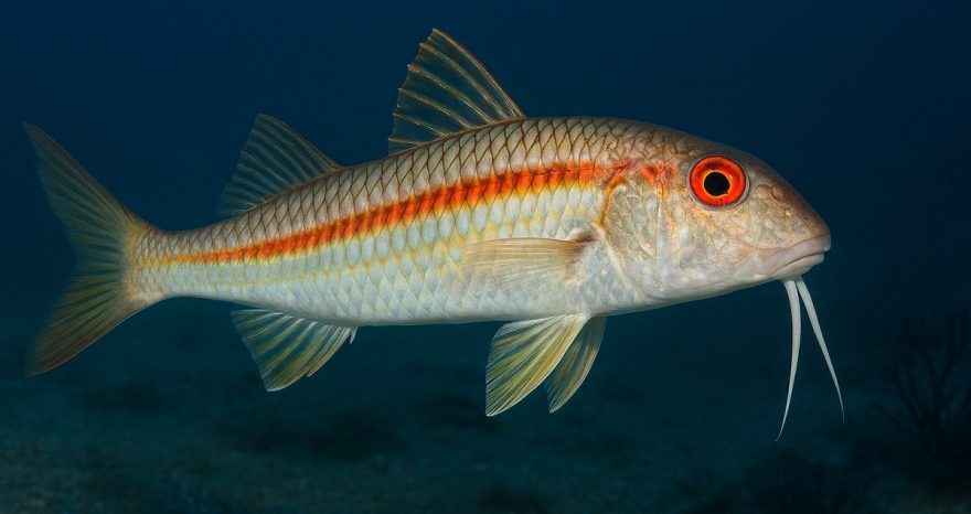 Rinnovabili • Microplastics in fish found in remote pacific waters
