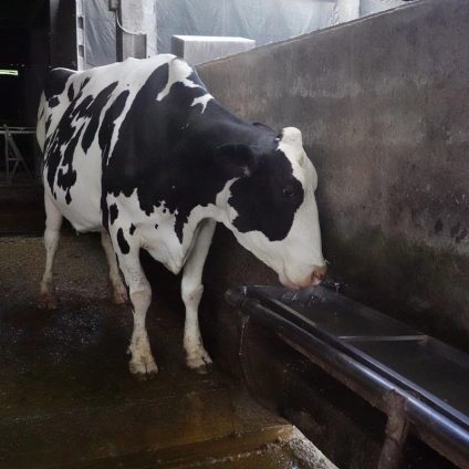 Rinnovabili • Why livestock farming uses more water than AI data centers