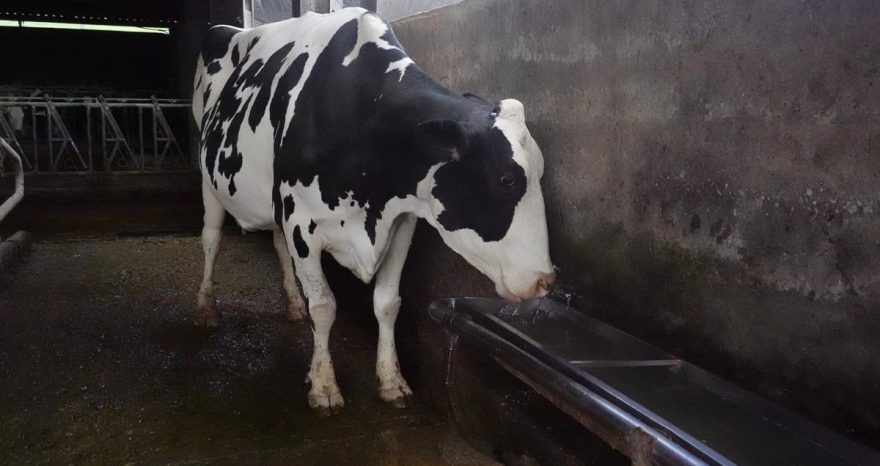 Rinnovabili • Why livestock farming uses more water than AI data centers
