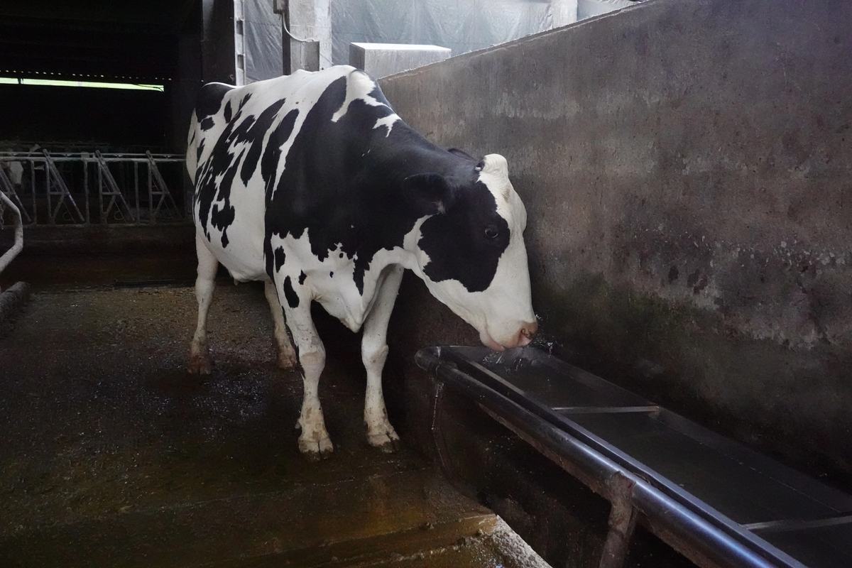 Rinnovabili • Why livestock farming uses more water than AI data centers